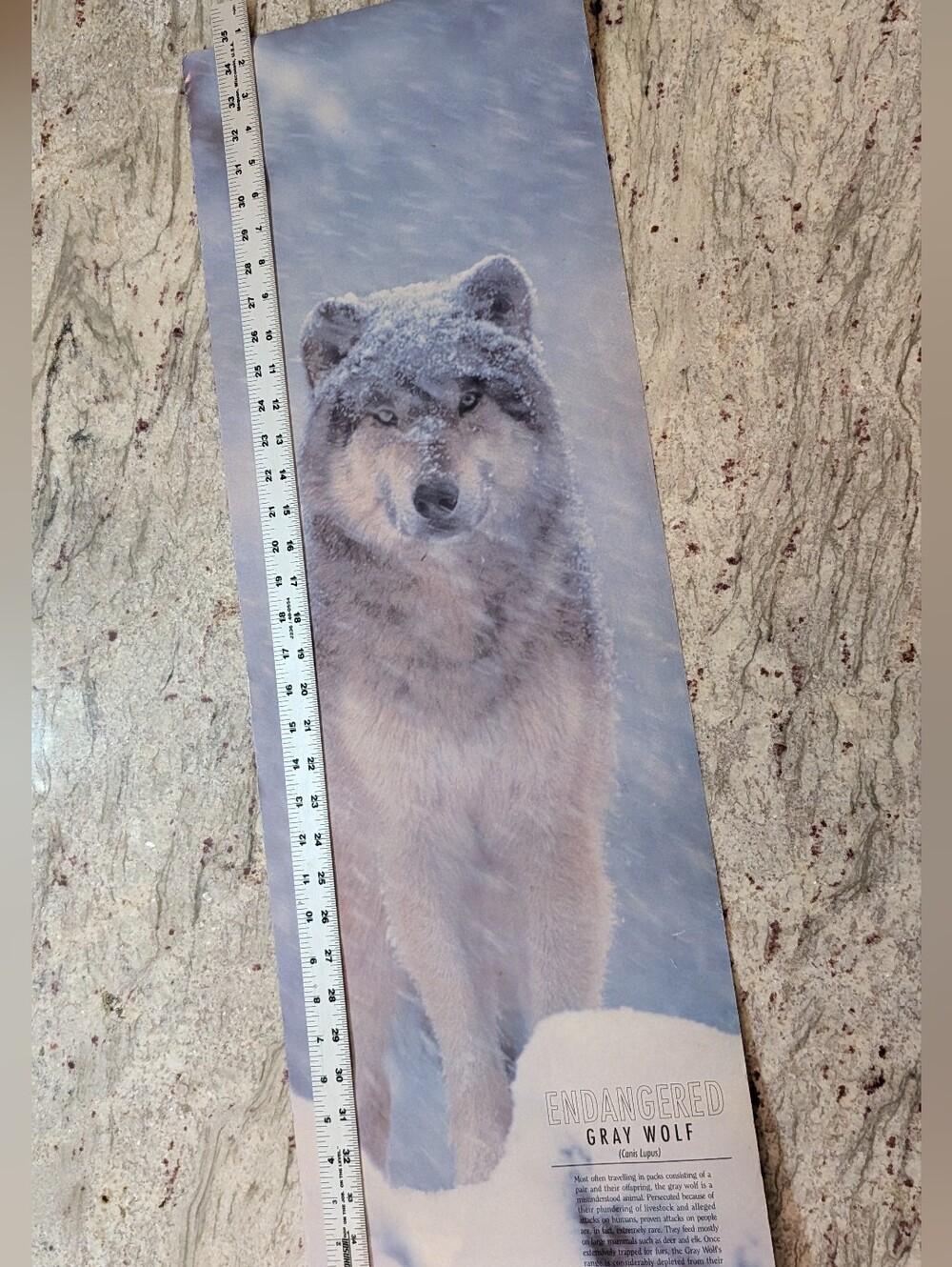 Poster Vintage 1991 Endangered Gray Wolf Snow Winter Wall Art 11 3/4" x 36" Tall